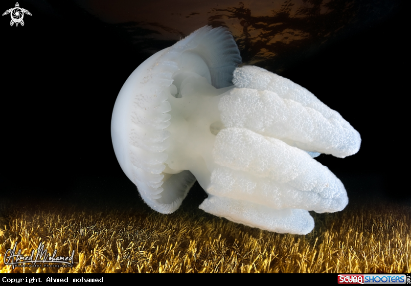 A Jellyfish