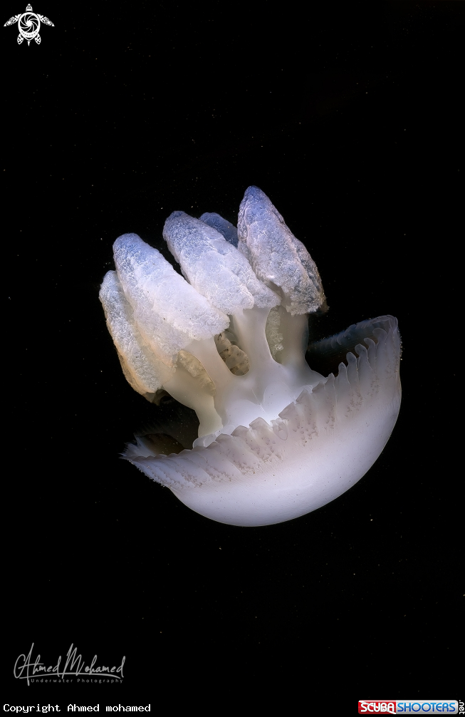 A Jellyfish