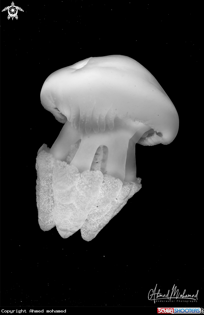 A Jellyfish