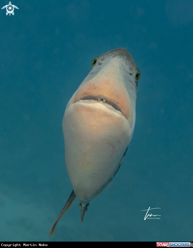 A Yellowmargin Triggerfish