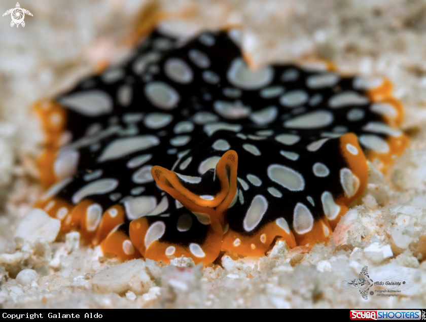 A Flatworm