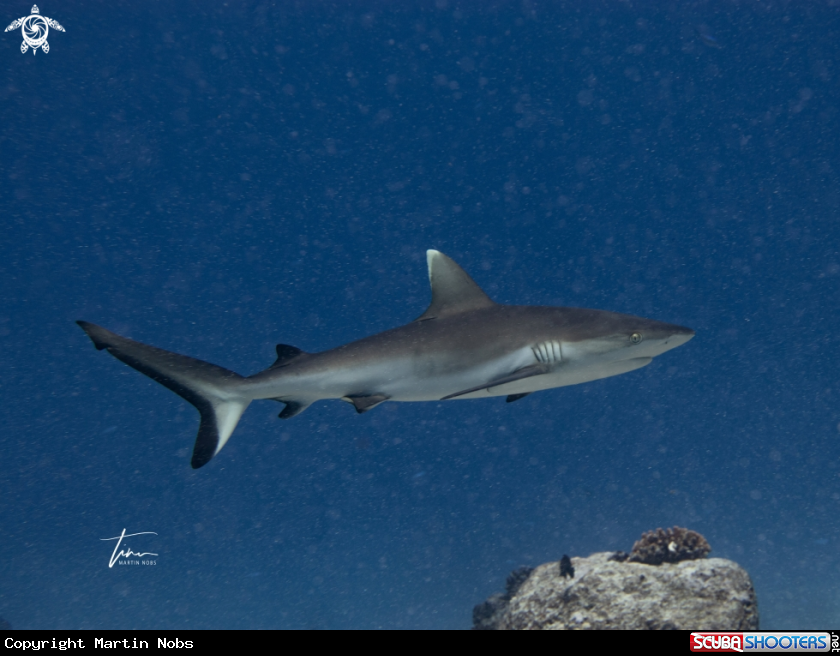 A Silvertip Shark