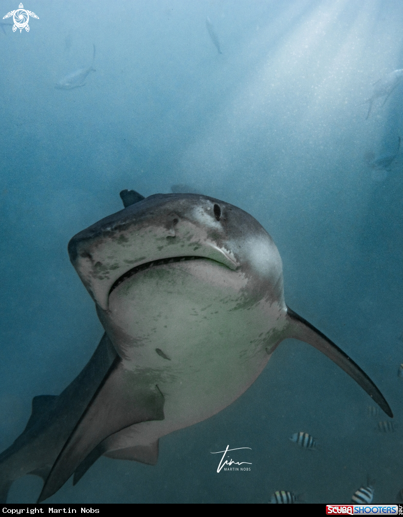 A Tigershark