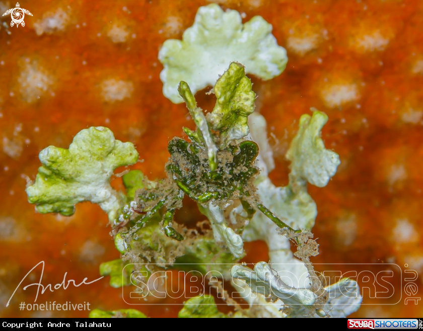 A Decorator Crab