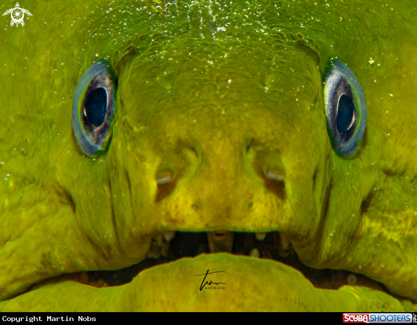 A Green Moray Eel