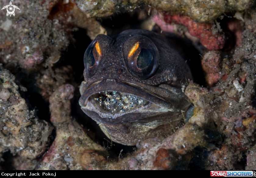 A Jawfish