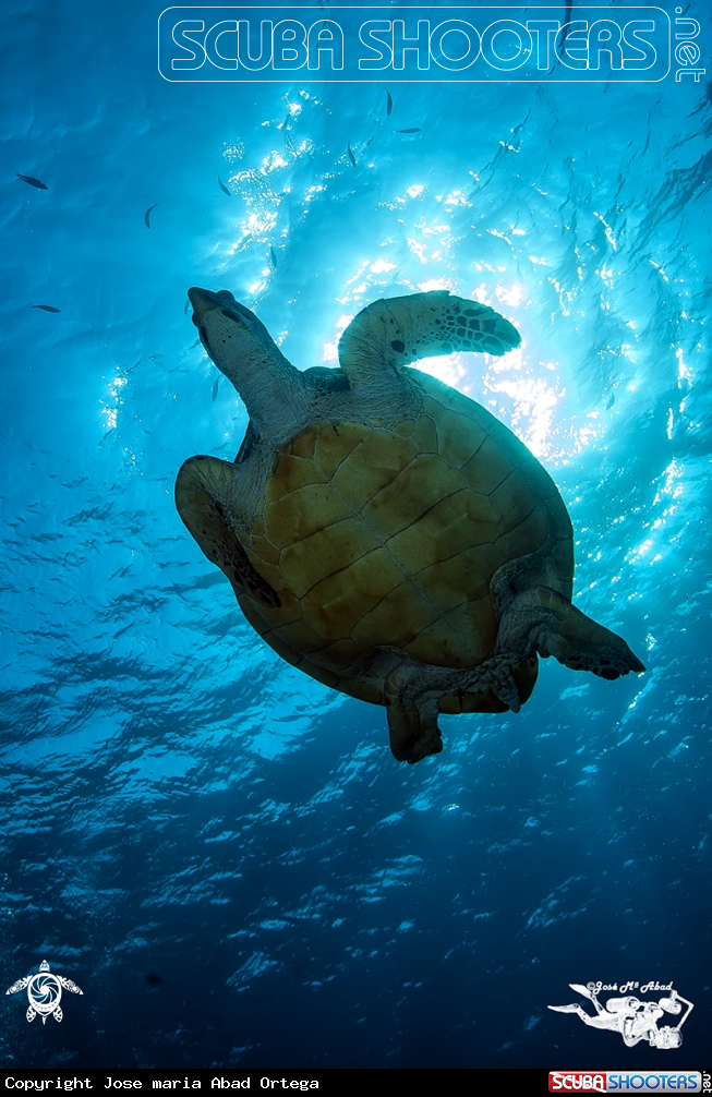 A Turtle