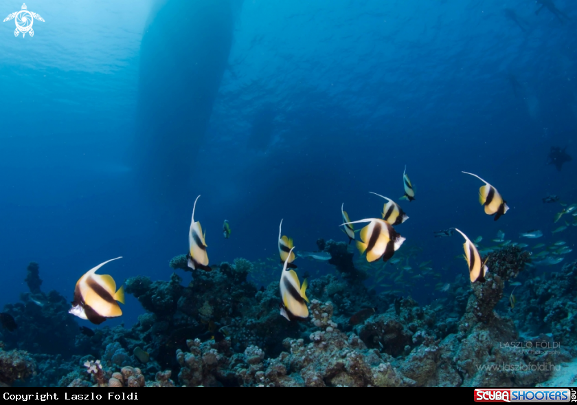 A Red Sea bannerfish