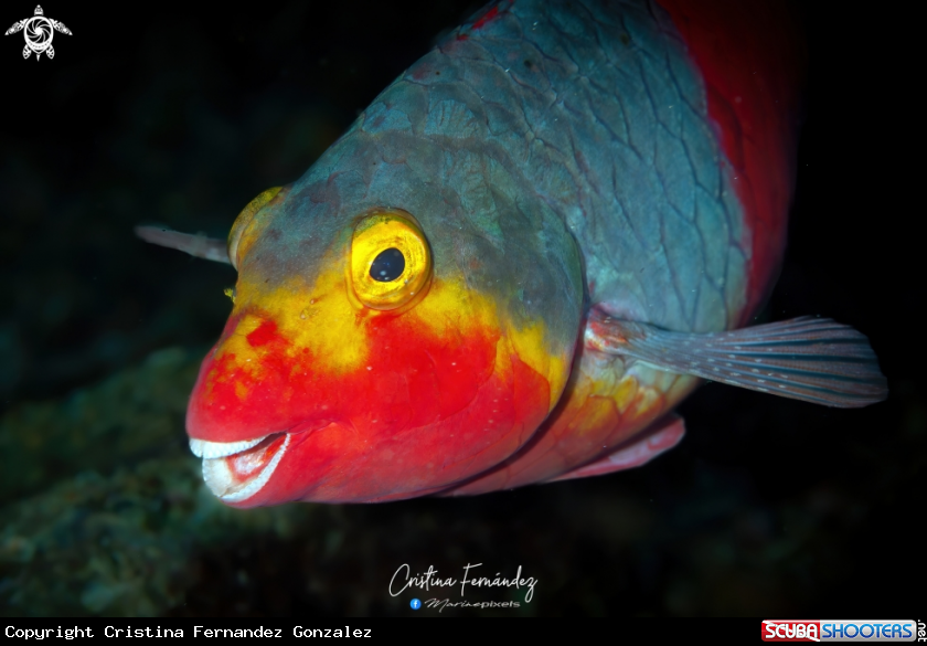 A Parrotfish - Vieja colorada (female)
