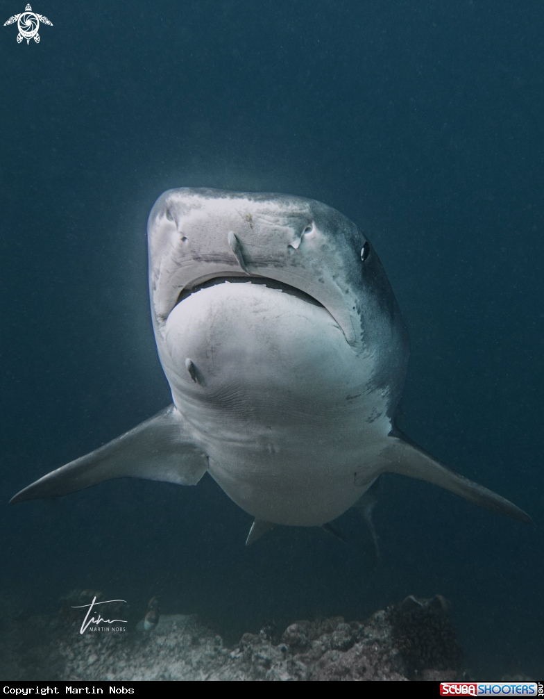A Tiger Shark
