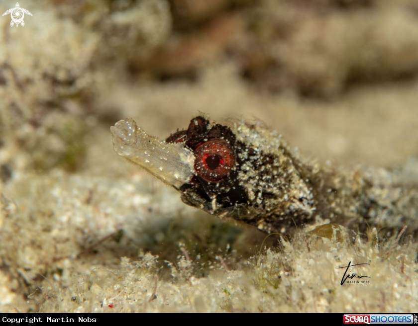 A Whitenose Pipefish