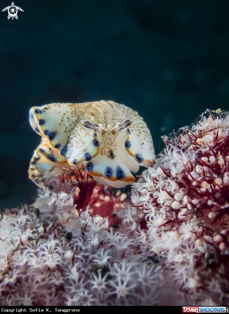 A Nudibranch