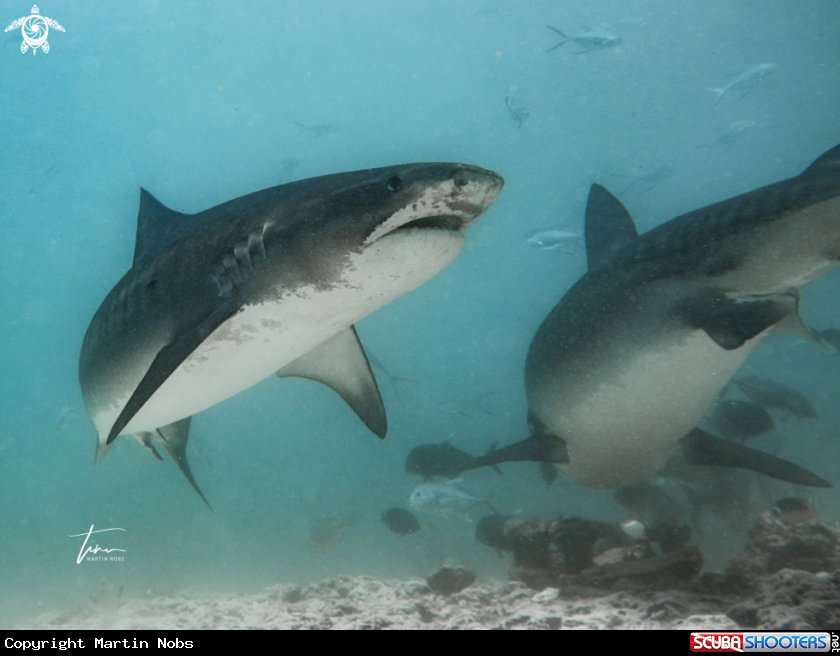 A Tiger Shark