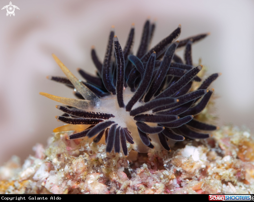 A Sea Slug