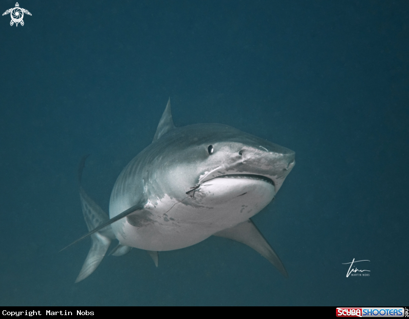 A Tiger Shark