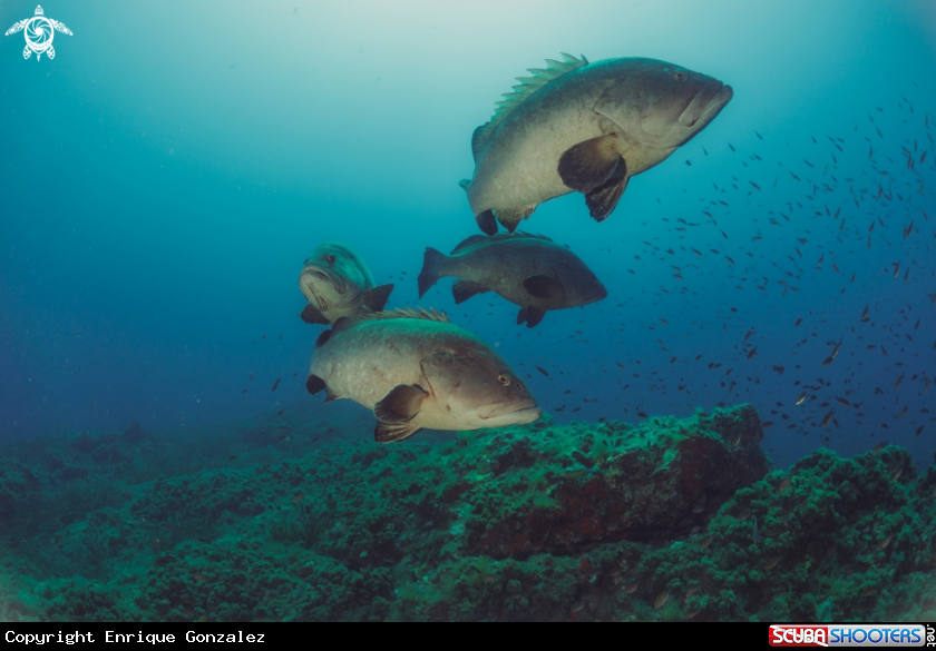 A Epinephelus marginatus