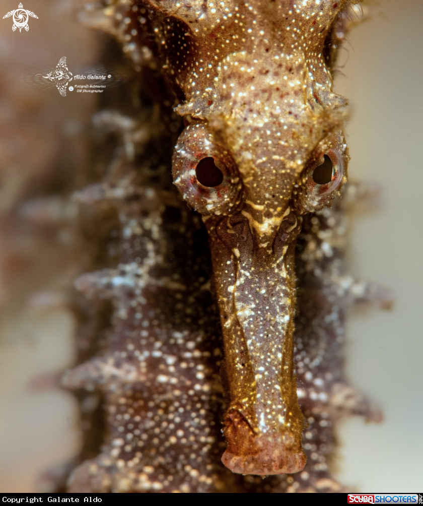 A Hippocampus 