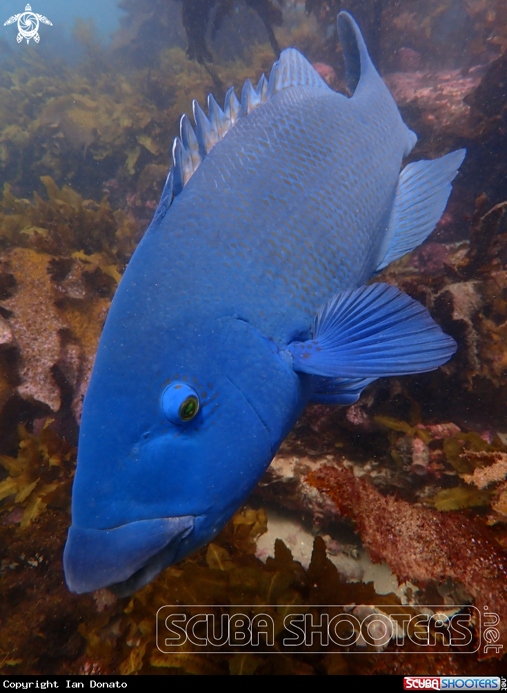 A Eastern blue groper