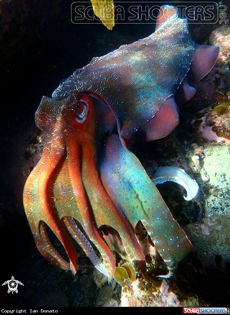 A Australian giant cuttlefish
