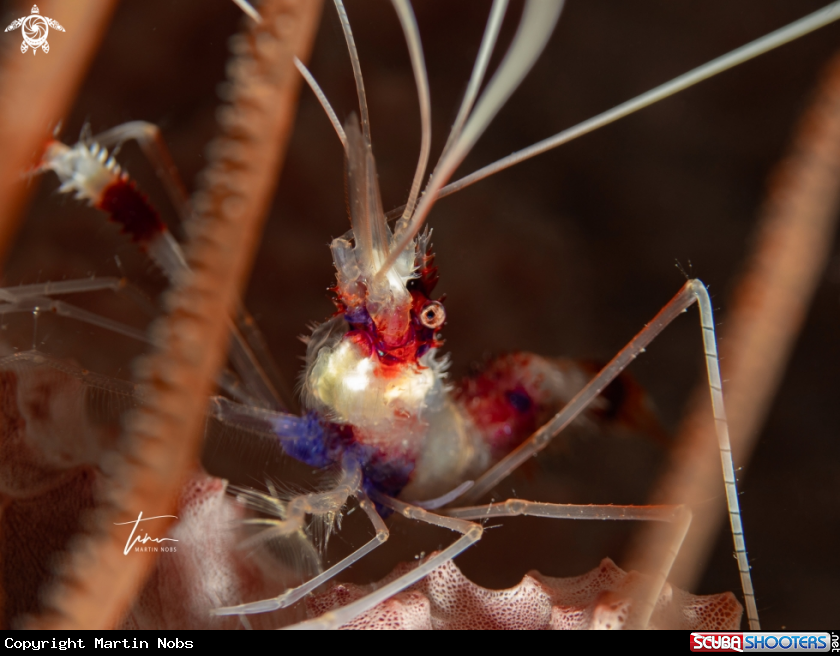 A Banded Coral Shrimp