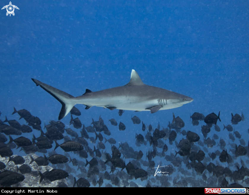 A Silvertip Shark