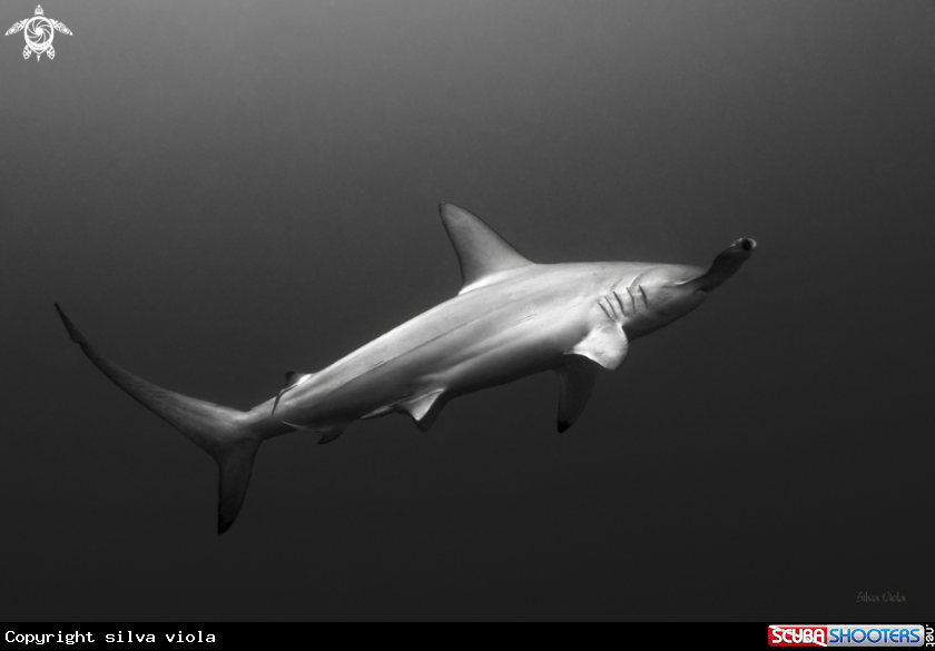A Scalloped Hammerhead Shark