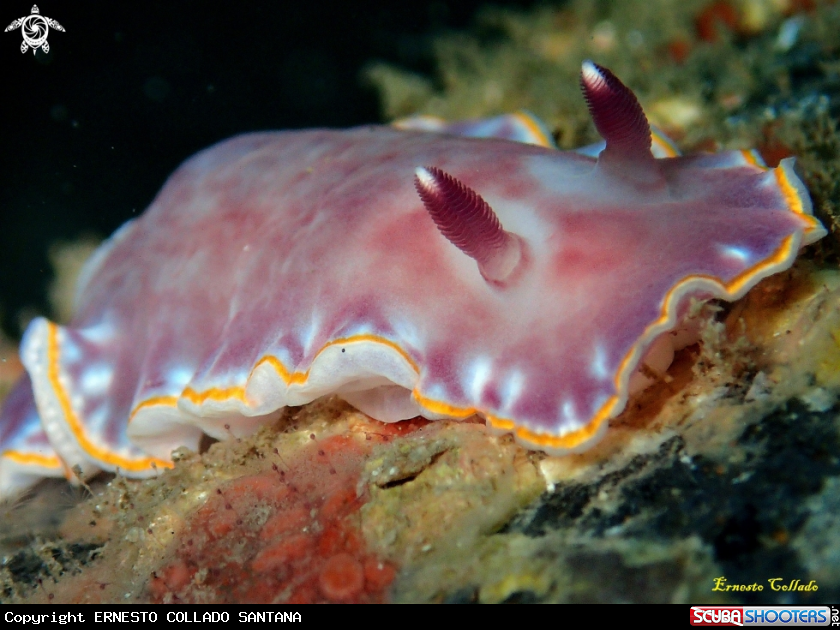 A Nudibranquio