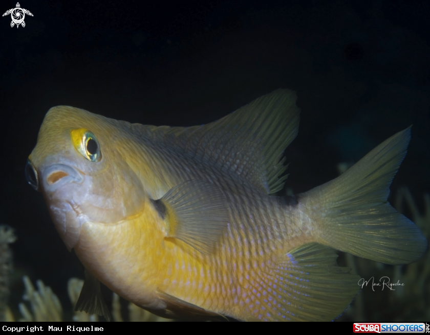 A Threespot Damselfish