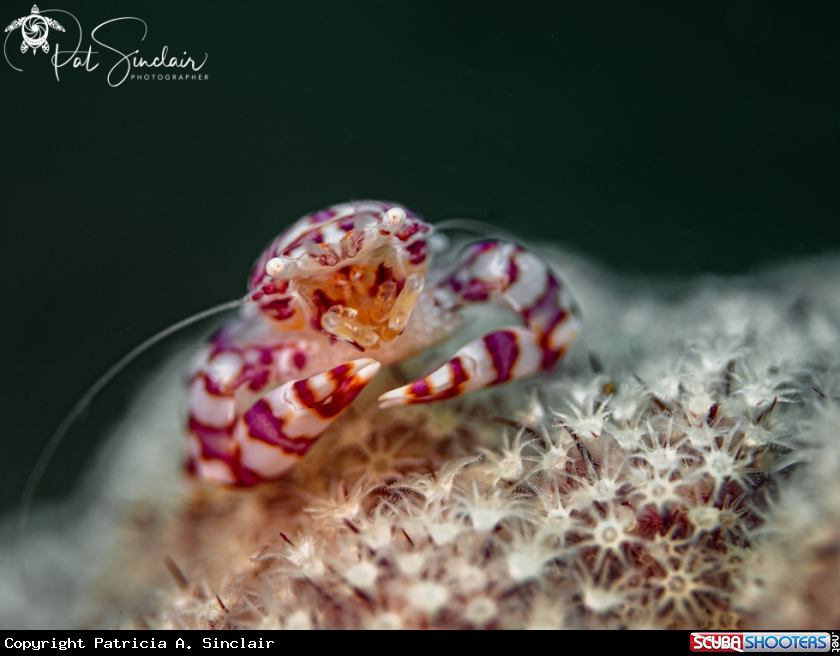 A Soft Coral Porcelain Crab