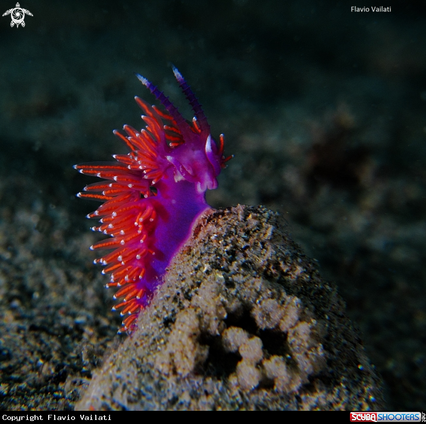 A underwater creature