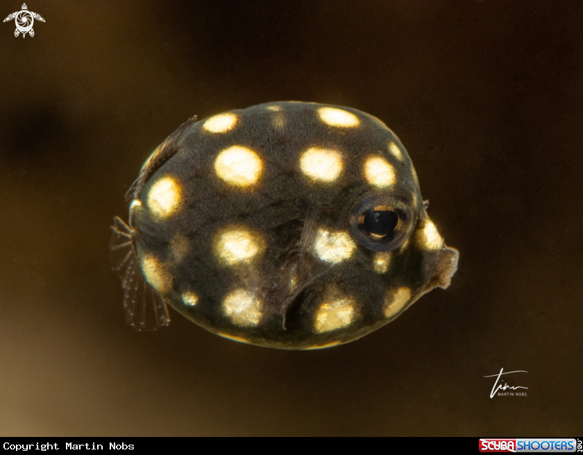 A Smooth Trunkfish
