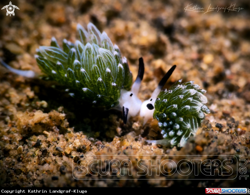 A Two Shaun the Sheep nudis 