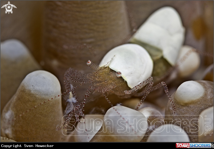 A Commensal shrimp living in association with Heliofungia