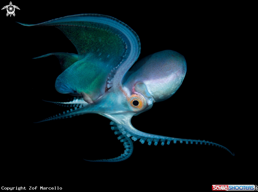 A Blanket Octopus
