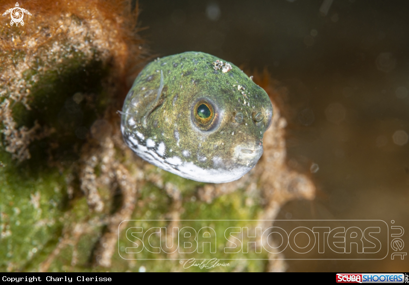 A Map Pufferfish