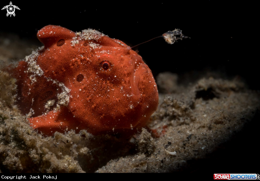 A Painted frogfish