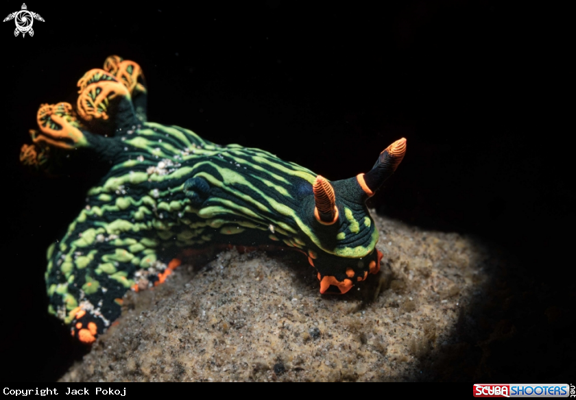 A Nembrotha kubaryana