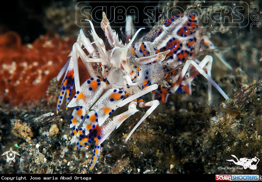 A Tiger Shrimp  Gamba tigre  Phyllognathia Ceratophthalmus 