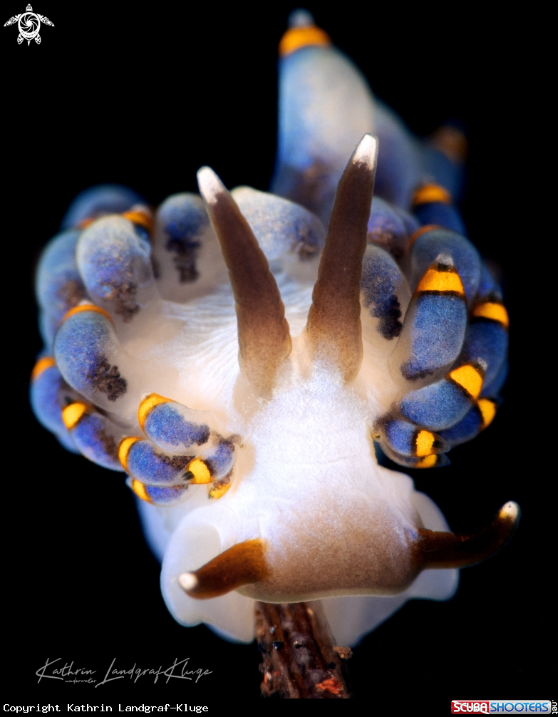 A Cuthona nudibranch