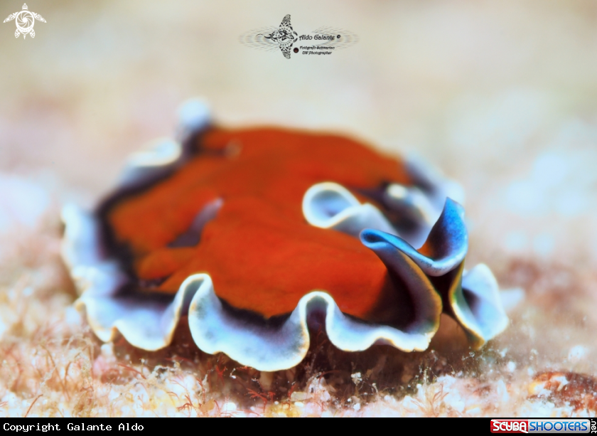 A Flatworm