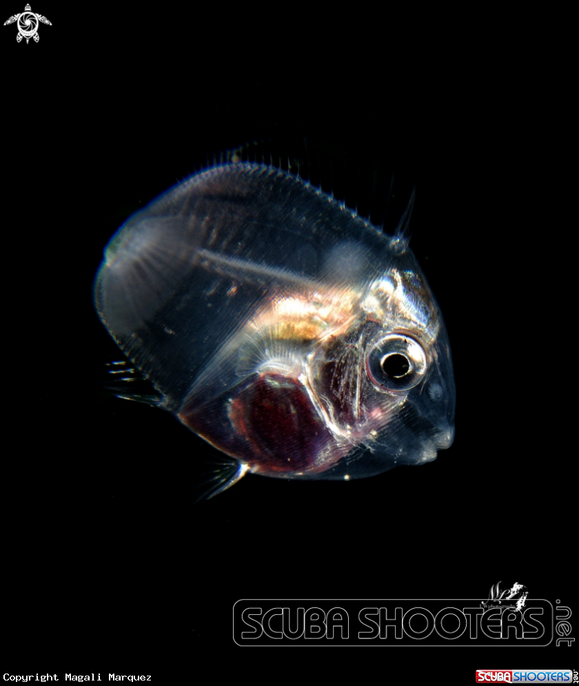 A Sergeant fish larva 