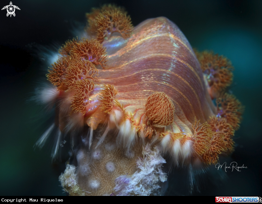 A Bearded Fireworm
