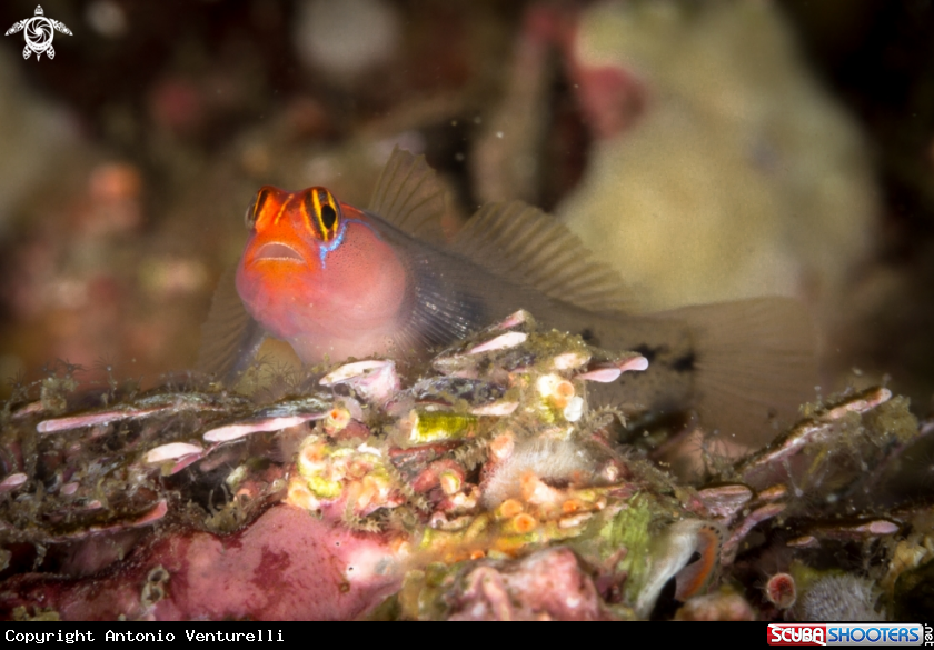 A Redhead goby