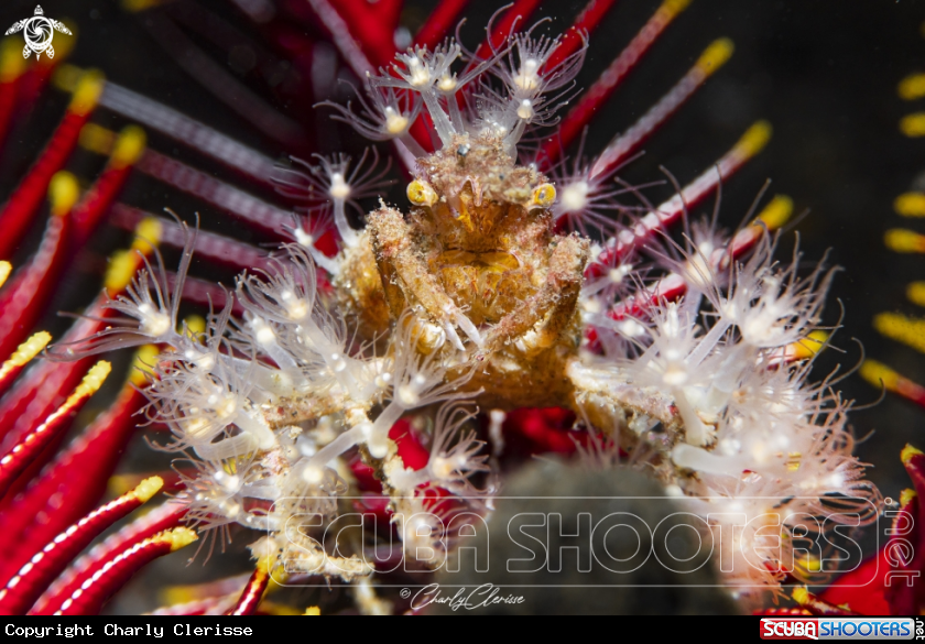A Decorator Crab