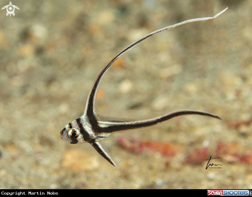 A Spotted Drum