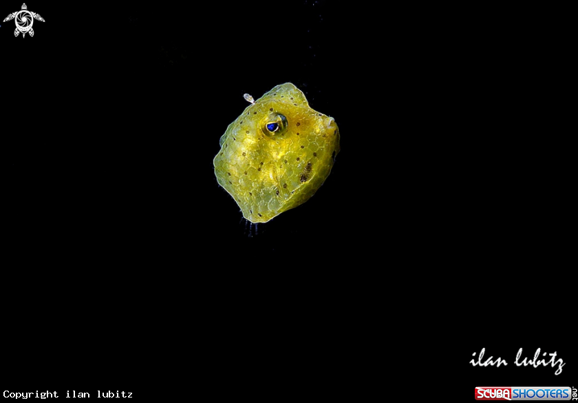 A Juvenile box fish