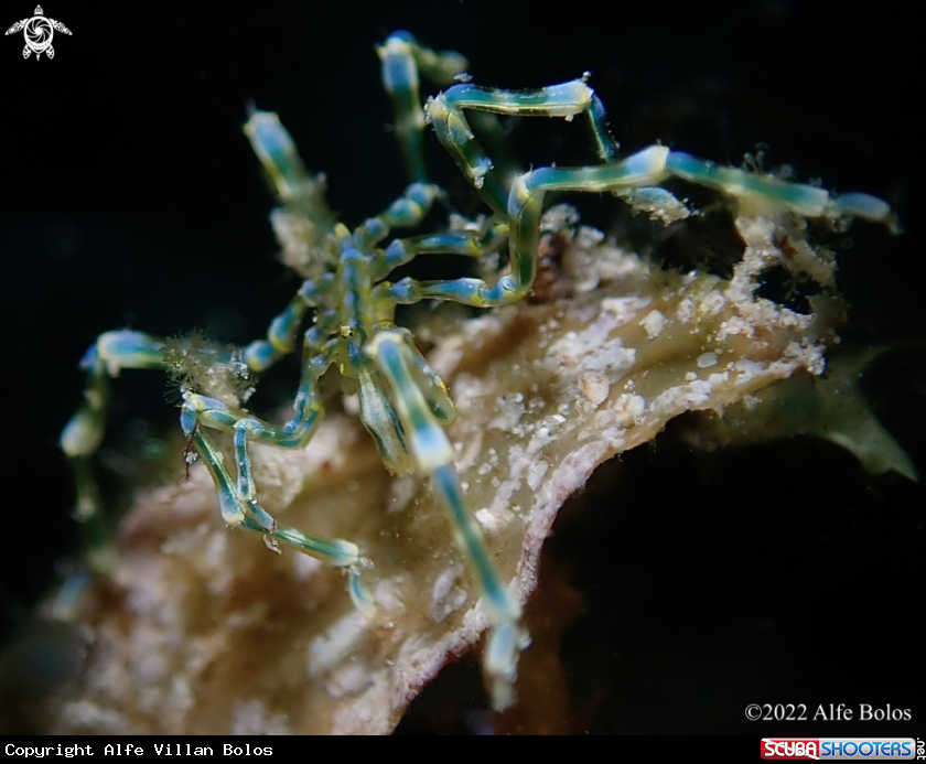 A Sea Spider