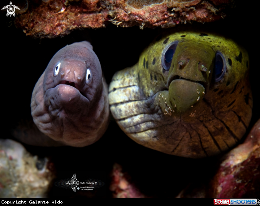 A Moray Eel 