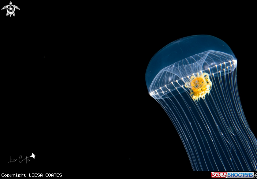 A Crystal Jelly Fish
