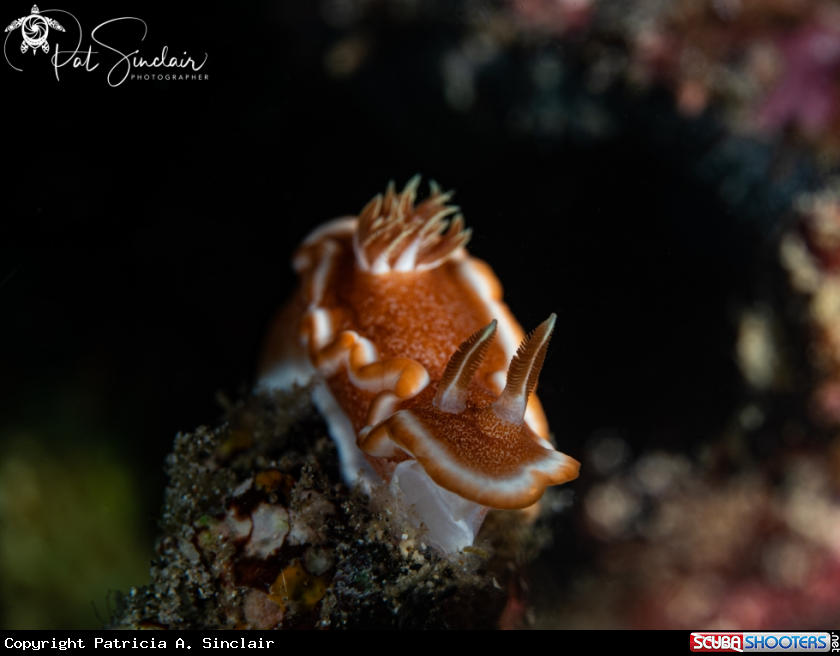 A nudibranch